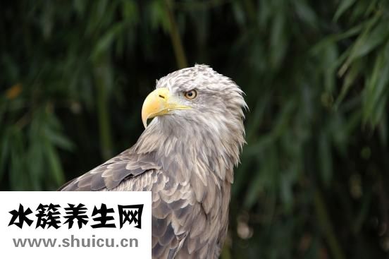 眼睛腫痛怎么辦