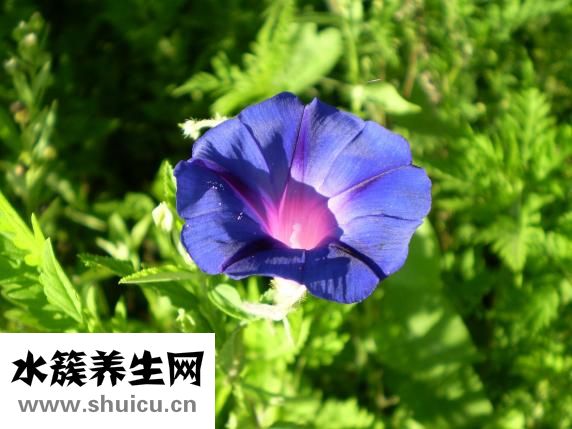 青花瓷書簽怎么用