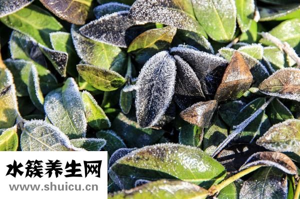 孕婦長凍瘡怎么辦