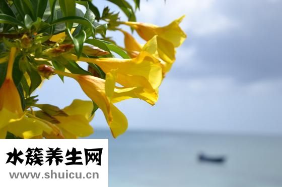 寶寶肚臍流膿怎么辦