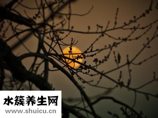 斗魚帶卵了怎么養(yǎng)