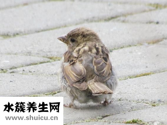 滿月嬰兒感冒怎么辦