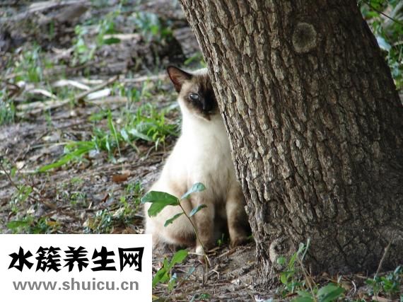 孩子眼睛怕風怎么辦