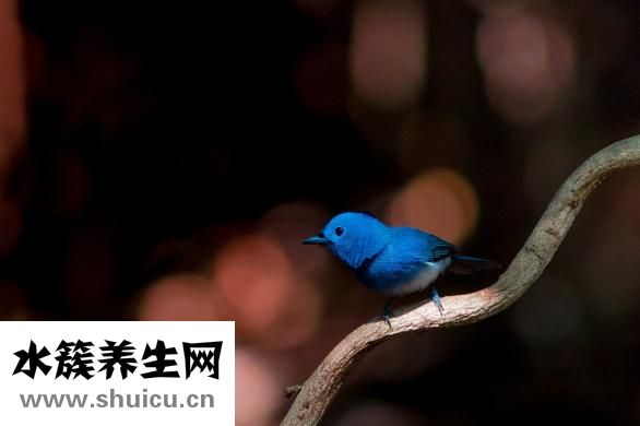 家里怎么會有蜱蟲