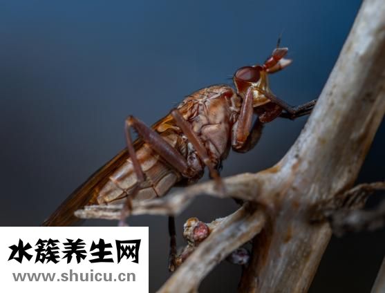 燙傷沒藥膏怎么辦