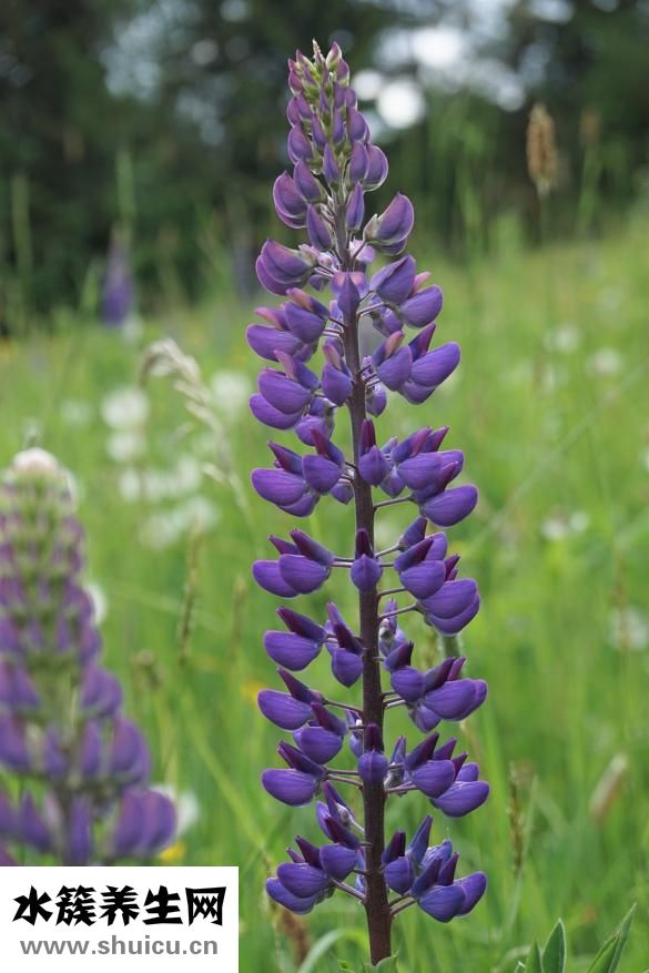 扁豆苦怎么回事