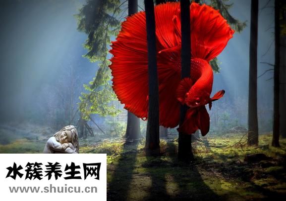 斗魚帶卵了怎么養(yǎng)