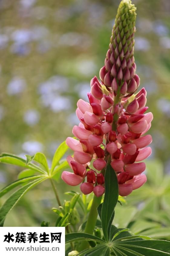 扁豆苦怎么回事