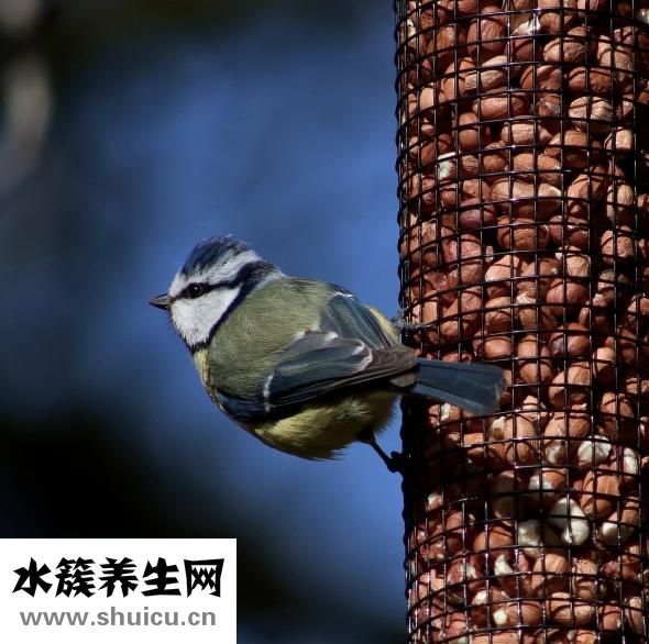 川菜香辣油怎么煉制