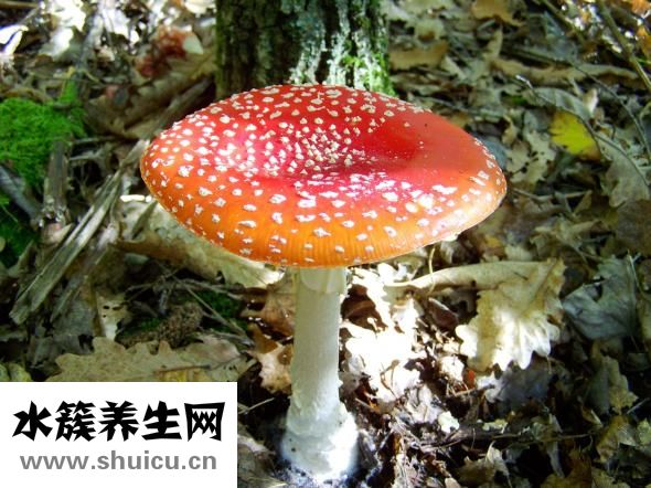 干木耳發霉了怎么辦