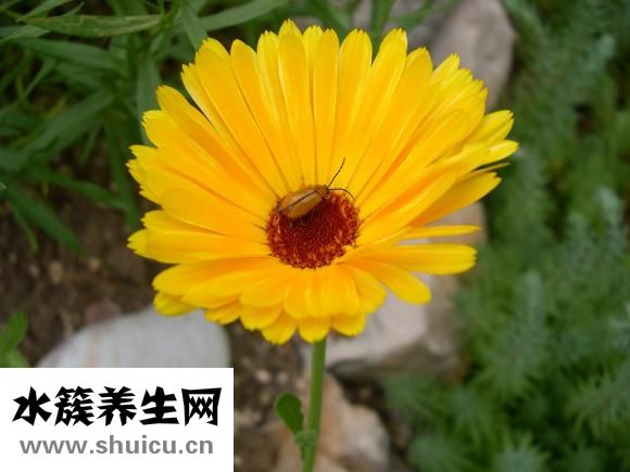 家里怎么會有蜱蟲