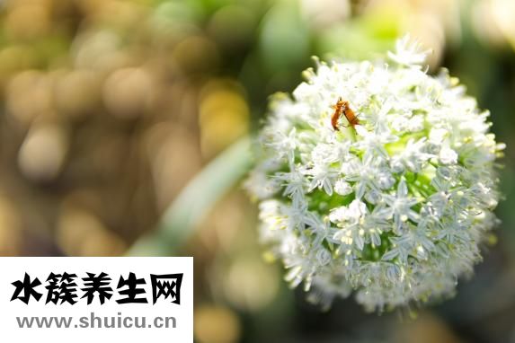 溜冰水怎么提煉