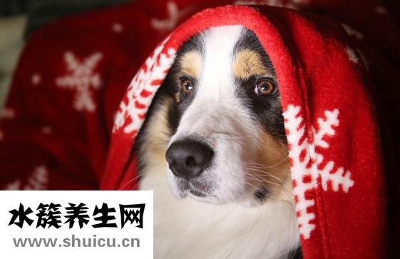 狗狗懷孕了怎么辦