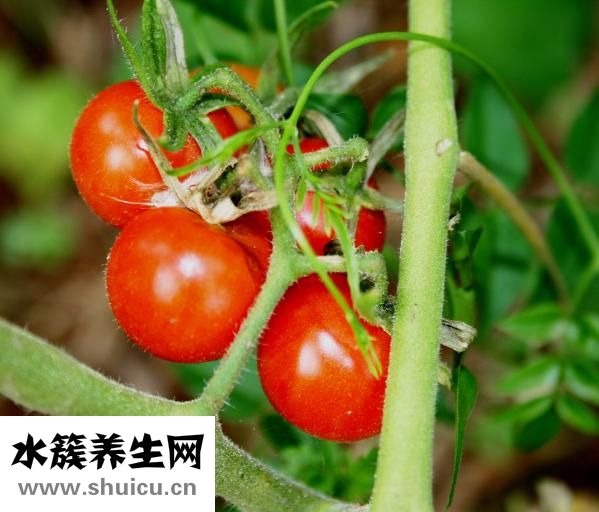 新鮮的海鮮怎么保存