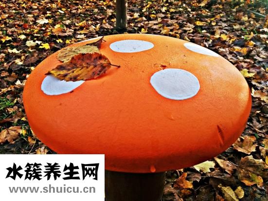 干木耳發霉了怎么辦