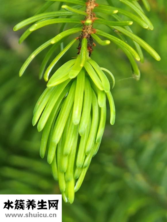 毛毛球該怎么清洗