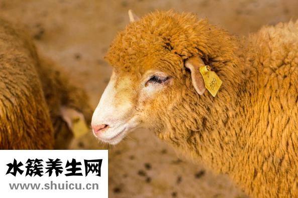 羊肉高湯怎么做