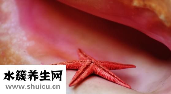 海星皮怎么吃