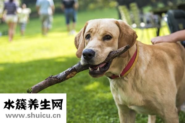 狗狗皮疹怎么治療