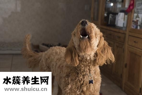 狗狗喘是怎么回事