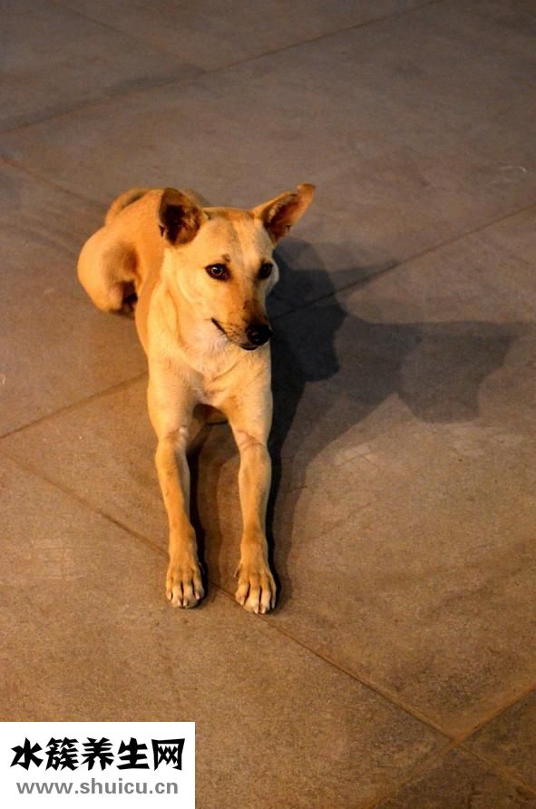 狗狗虱子怎么辦