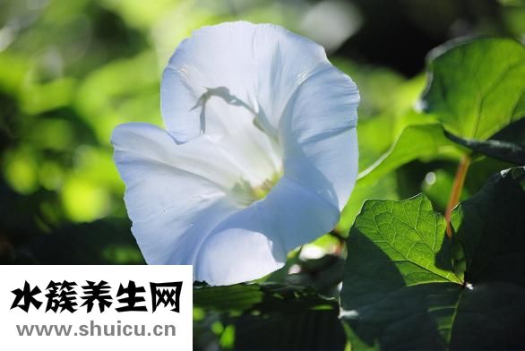 空心菜怎么種植