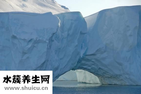 冰山雪蓮怎么保存