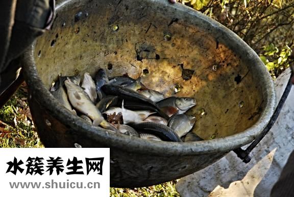 孔雀魚跳缸怎么回事