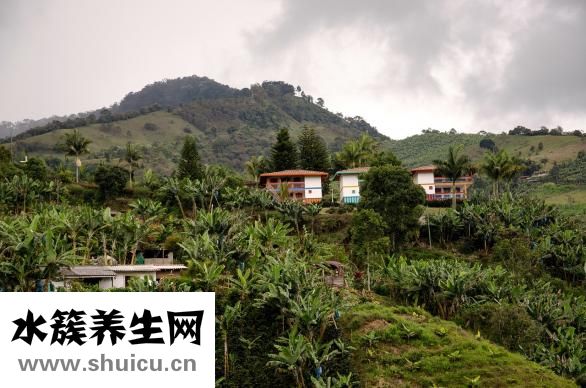 空心菜怎么種植