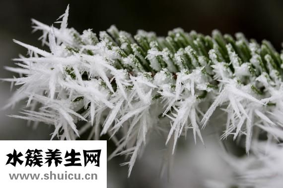 銀杏中毒怎么辦