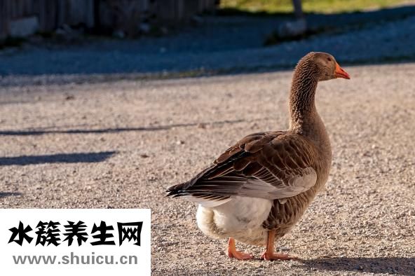 小鵝咳嗽怎么辦