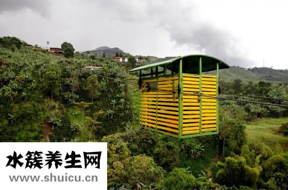 空心菜怎么種植