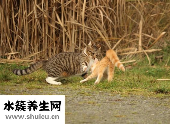 斗雞怎么分好壞