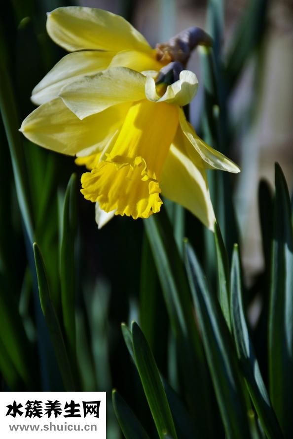 誤食水仙花怎么辦