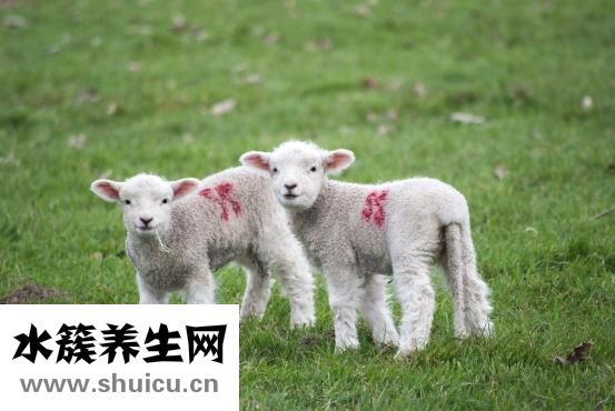 怎么做蔥爆羊肉嫩