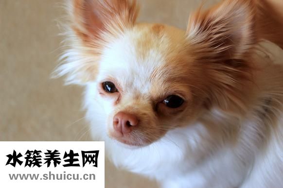 狗狗虱子怎么辦