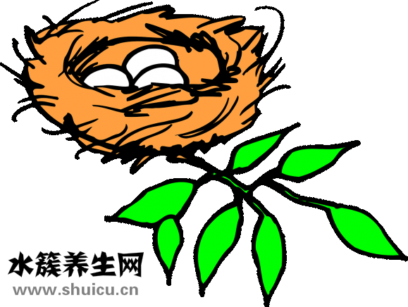 微波爐煮蛋器怎么用