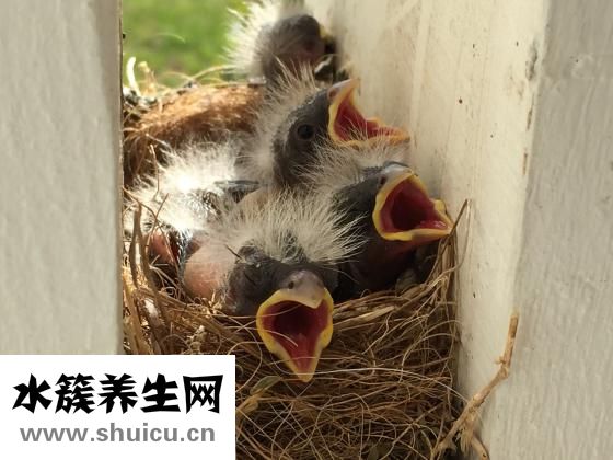 嬰兒胎黃怎么辦