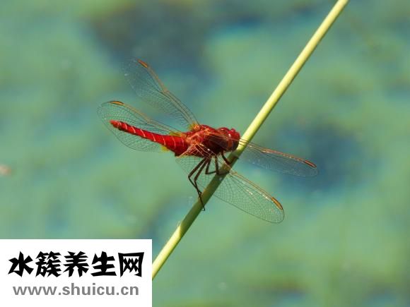 凍瘡開裂怎么辦