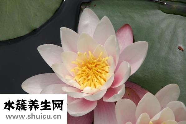 冰山雪蓮怎么保存