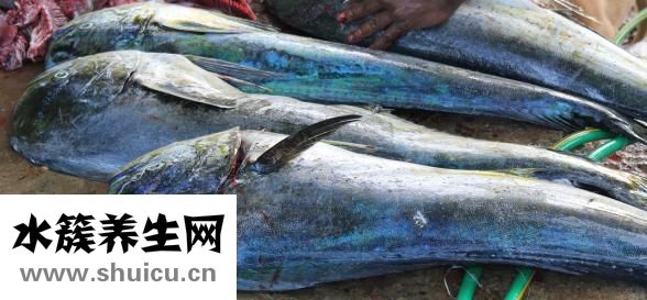 孔雀魚跳缸怎么回事