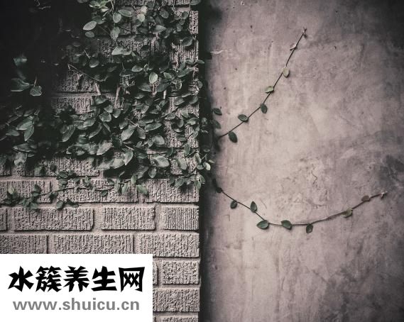 回家吃飯怎么不能看