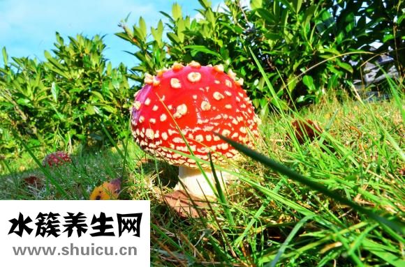 香菇轉(zhuǎn)色太淺怎么辦