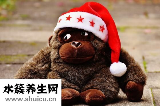 長毛貓怎么打理