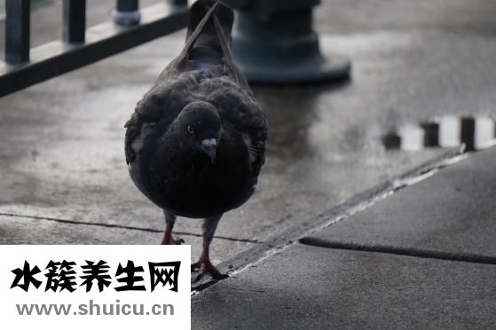 鳥自動喂食器怎么做