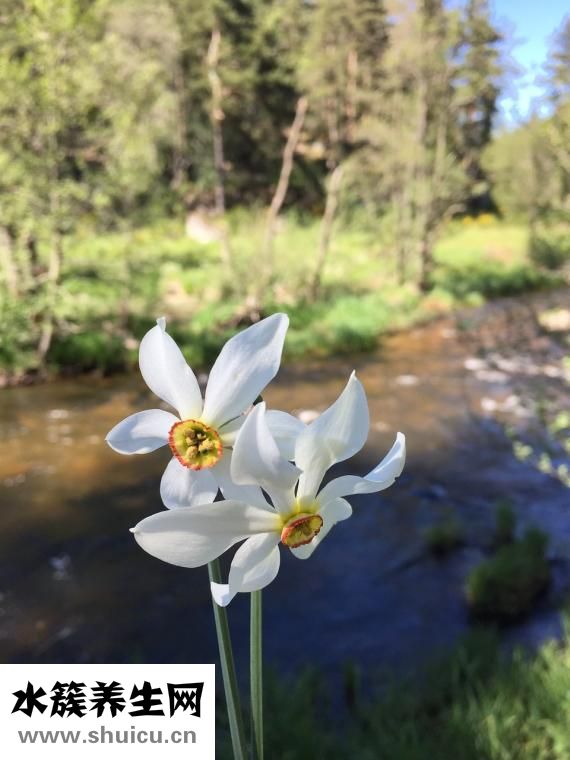 誤食水仙花怎么辦