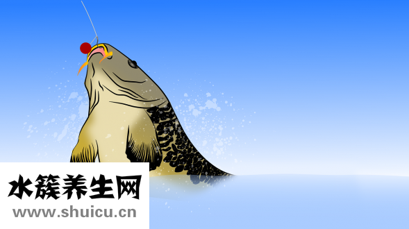 孔雀魚跳缸怎么回事