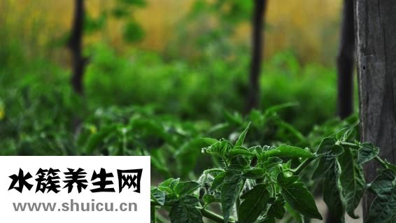 草木灰澆蘭花怎么用