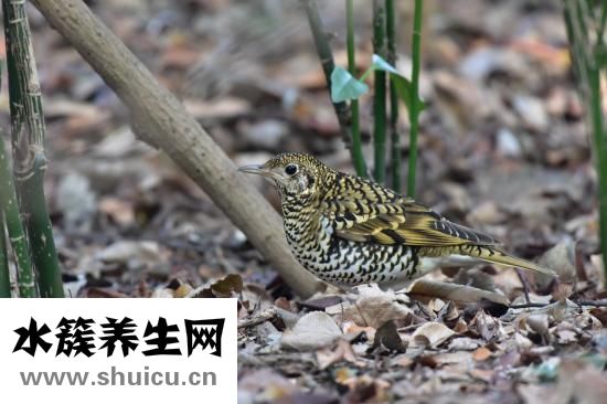 得了鵝口瘡怎么辦