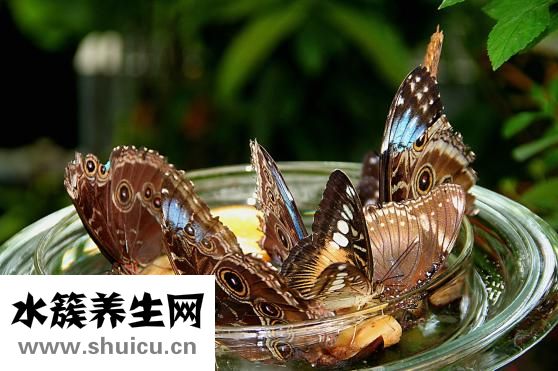 橙子怎么熱著吃